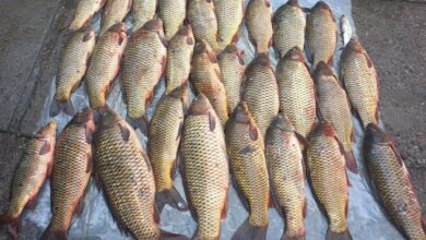 вилучена риба