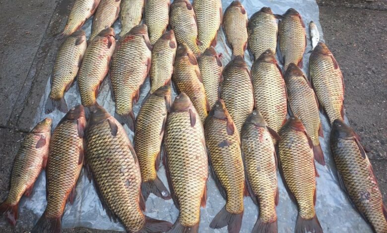 вилучена риба