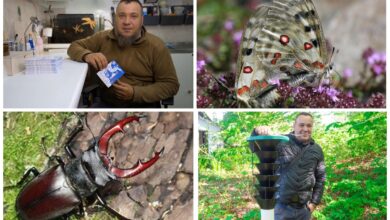 Ентомолог Сергій Глотов та рідкісні комахи: метелик-аполлон; жук-олень