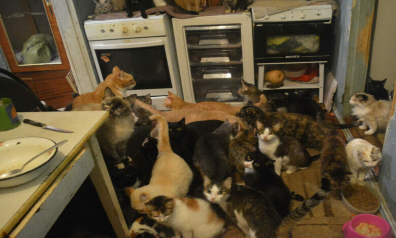 Скільки тварин можна тримати у квартирі? (фото ілюстративне)