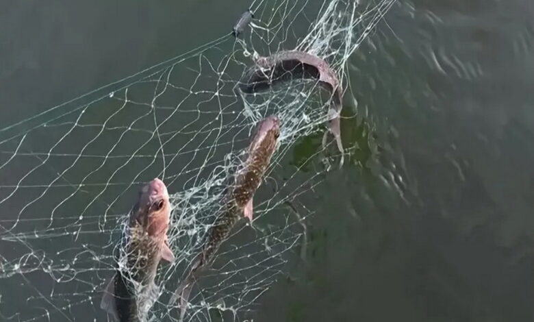 Риболовля сіткою