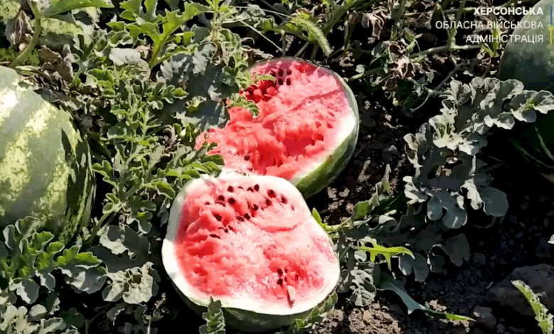 Попри війну, посуху та заморозки врожай буде!