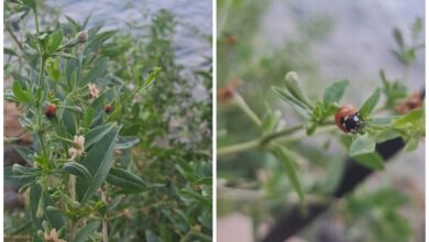 Милі та корисні сонечка