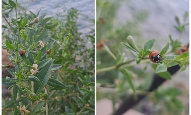 Милі та корисні сонечка