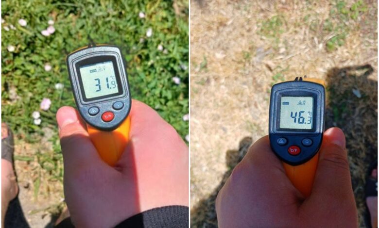 Трава захищає землю від спеки