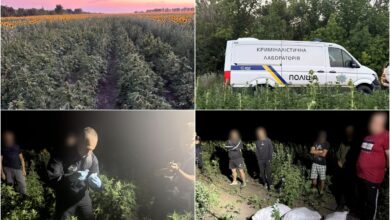 Соняшник, коноплі, наркотик та поліція...