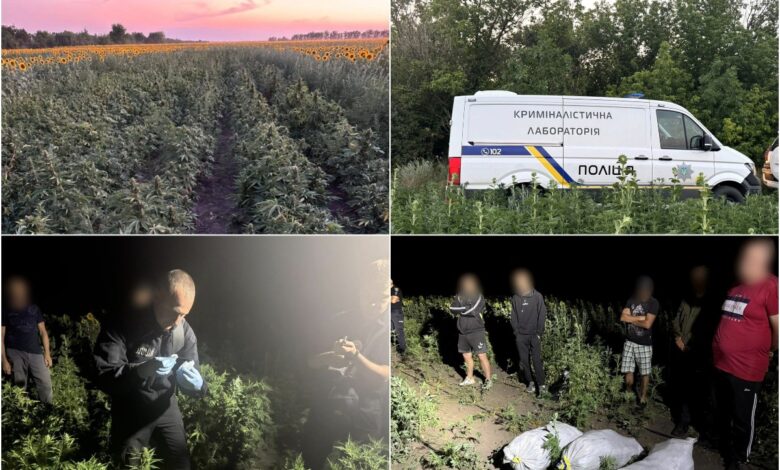 Соняшник, коноплі, наркотик та поліція...