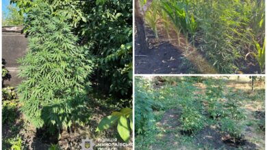 Навіть маленька плантація конопель заборонена Законом