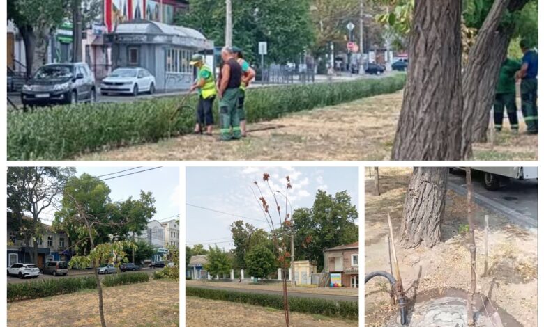 полив дерев у спеку, робота КП "Миколаївські парки"