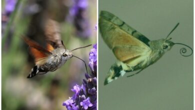 метелик-колібрі