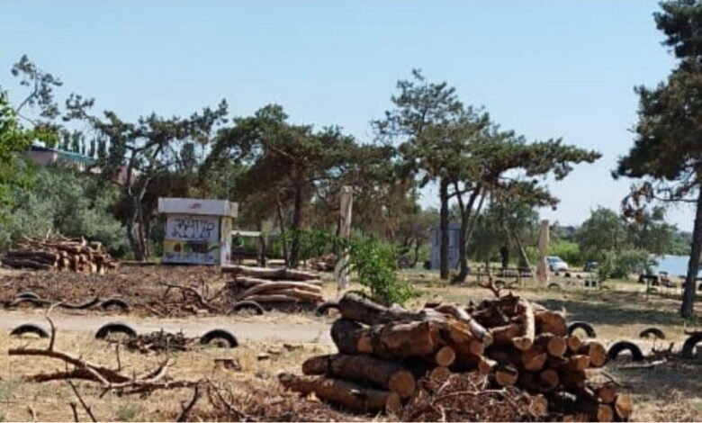 Вирубка сосен на "Маяку" в Корабельному