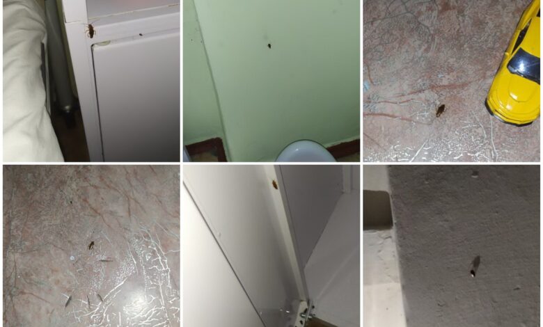 Таргани в дитячій лікарні