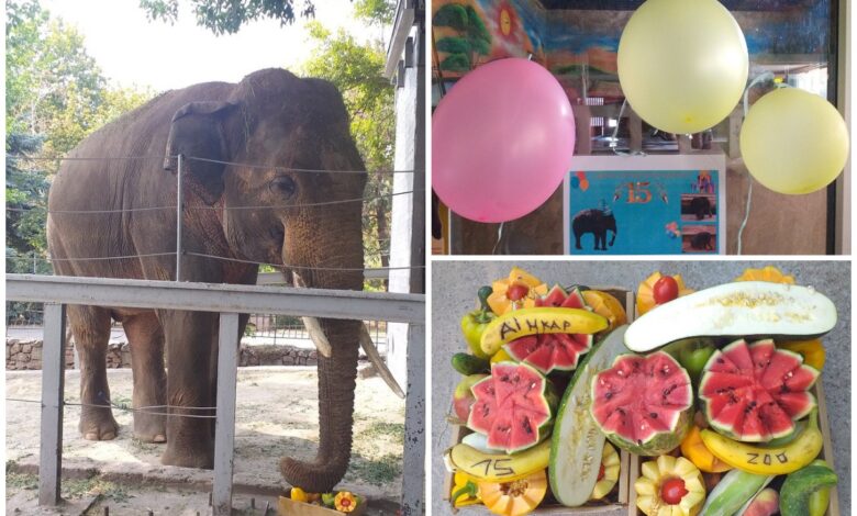 Слону Дінкару - 15!