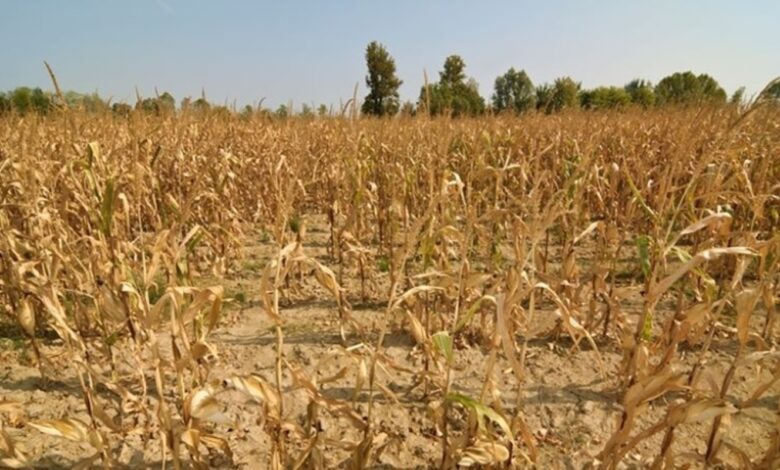 посуха знищила кукурудзу