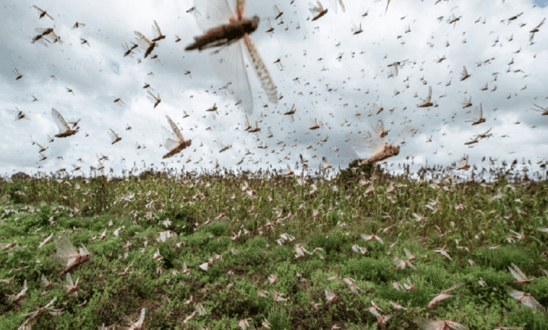 сарана летить на поля