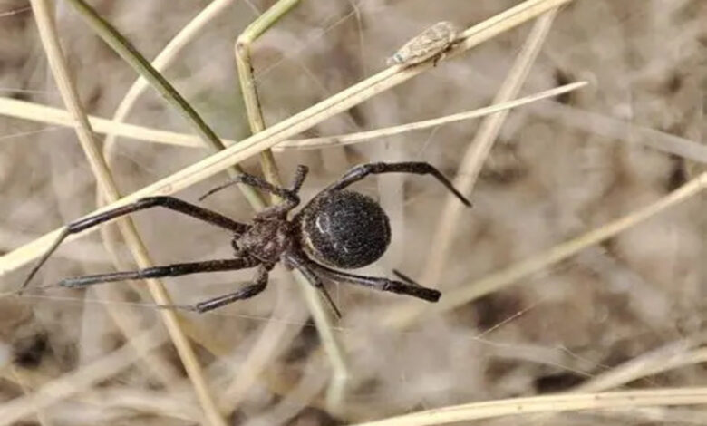 Найнебезпечніший павук Миколаївщини - каракурт