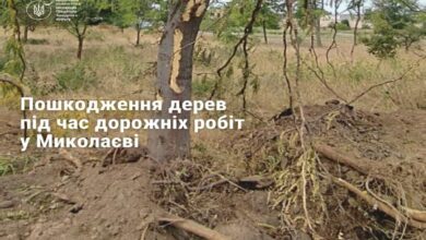 Чи виживуть пошкоджені дерева?