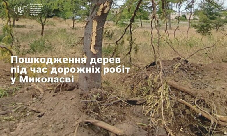 Чи виживуть пошкоджені дерева?