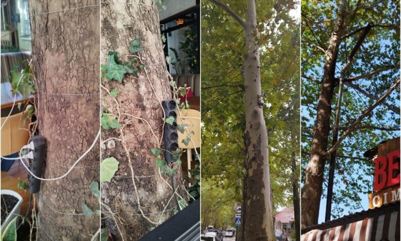 платани біля кафе