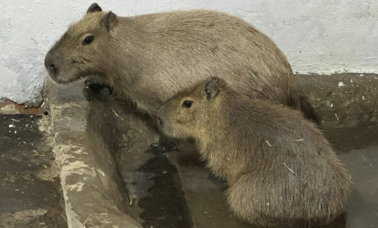 капібари у зоопарку