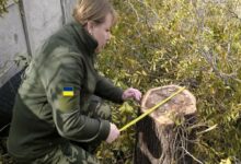 Вимірювання одного з видалених дерев