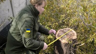Вимірювання одного з видалених дерев
