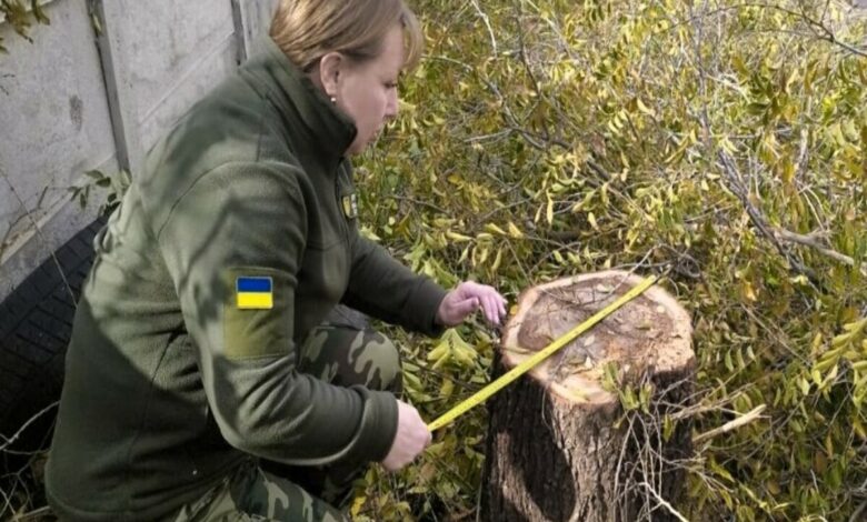 Зелене беззаконня у Миколаєві: у «Дубках» зрізали дерев на 2,4 мільйона