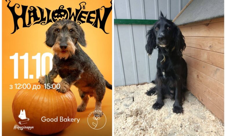 виставка-прилаштування собак