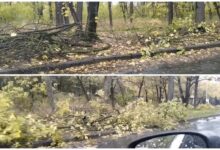 Обрізані гілки в заповідному урочищи "Дубки"
