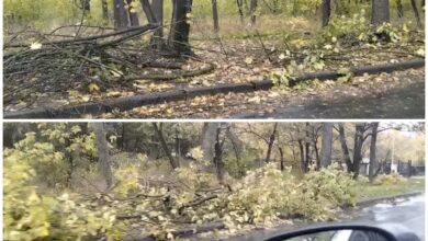 Обрізані гілки в заповідному урочищи "Дубки"