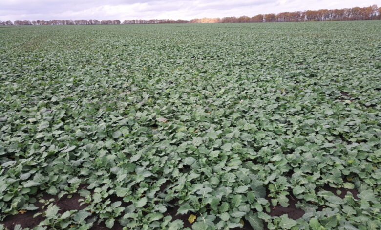 Озимий ріпак (фото ілюстративне)