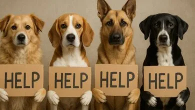 Допоможемо безпритульним тваринам! (фото ЗМІ)