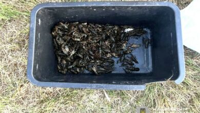 Виловлені браконьєрами раки