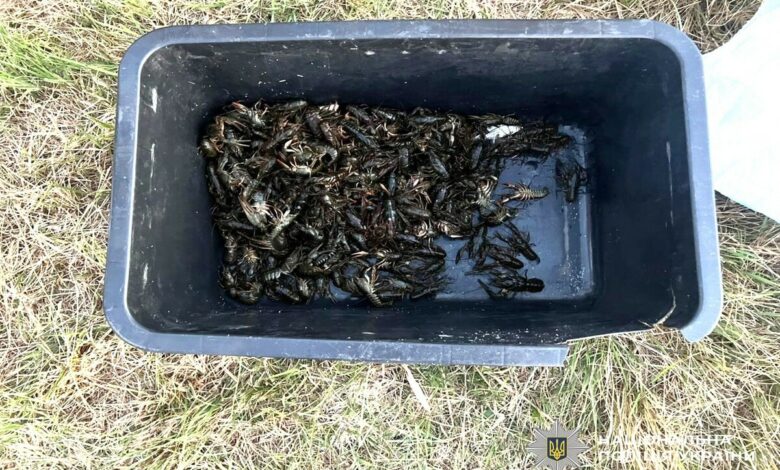 Виловлені браконьєрами раки