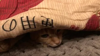 Чекаємо тепло в оселях