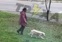 Знущання над собакою