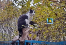 Кіт здивований