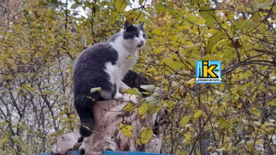 Кіт здивований