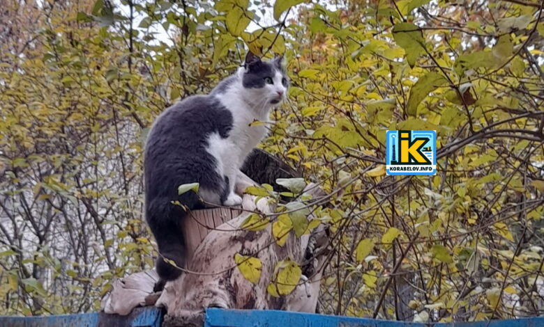 Кіт здивований