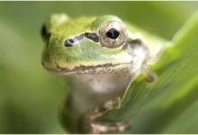 Японська деревна жаба (Hyla japonica) є господарем бактерії, яка знищує пухлини зсередини (фото Norio Nomura/iNaturalist/)