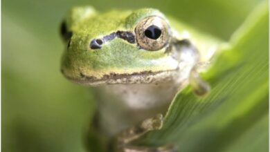 Японська деревна жаба (Hyla japonica) є господарем бактерії, яка знищує пухлини зсередини (фото Norio Nomura/iNaturalist/)