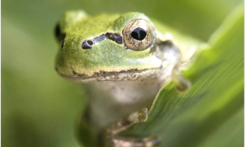 Японська деревна жаба (Hyla japonica) є господарем бактерії, яка знищує пухлини зсередини (фото Norio Nomura/iNaturalist/)