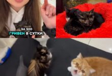 Коти у Cat Lounge (Фото: Думська)