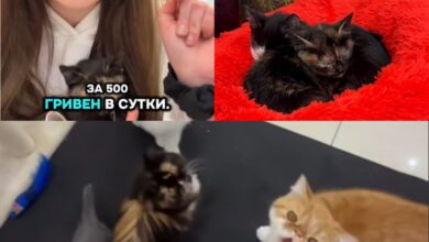 Коти у Cat Lounge (Фото: Думська)