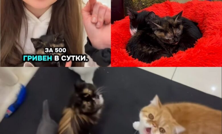 Коти у Cat Lounge (Фото: Думська)