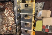 Небезпечні ласощі та їх начинка