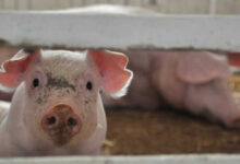 На тваринницькій фермі