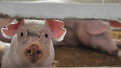 На тваринницькій фермі