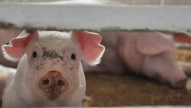 На тваринницькій фермі