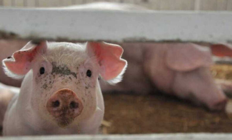 На тваринницькій фермі